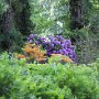 Rhododendron Impressionen